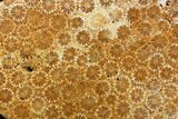 Polished, Fossil Coral Slab - Indonesia #121932-1